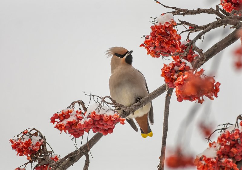 birds, птица, свиристель, рябина, зима, Свиристель на рябине..photo preview