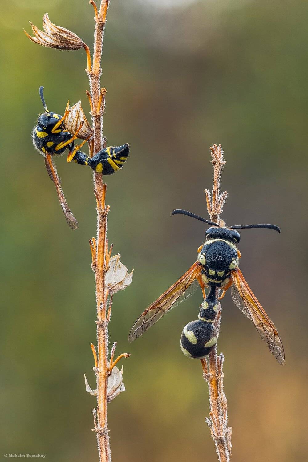 макро,стекинг,индустар,утро,оса, Максим Сумской