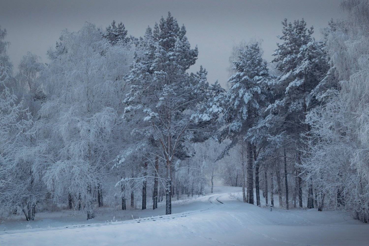 Хмурое утро. Автор: Екатерина Назарова иней, снег, деревья, зима, Екатерина Назарова