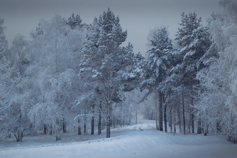 иней, снег, деревья, зима Хмурое утроphoto preview