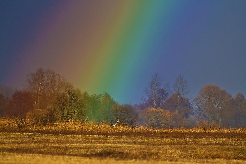 macrofun,birds,landscapes,rainbow Grus grusphoto preview