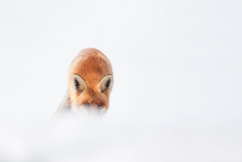 winter, wild, blizzard, snow, wildlife, travel, nature, mountain, romania, cold, fox Redphoto preview