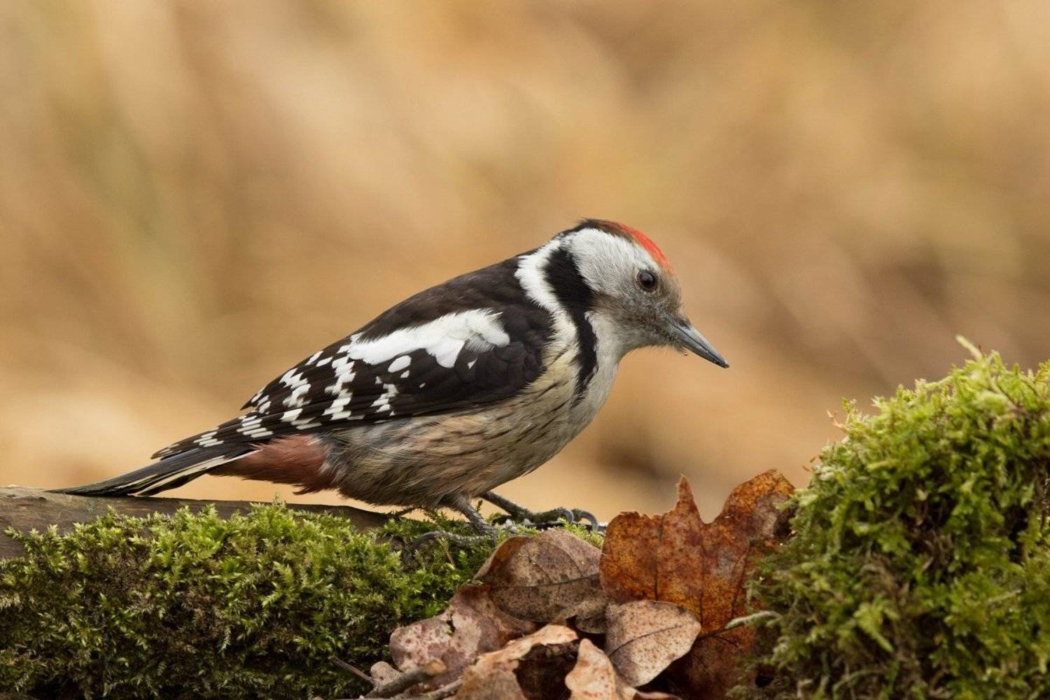 Автор: Janina J?drzejewska-Szombara , Janina J?drzejewska-Szombara