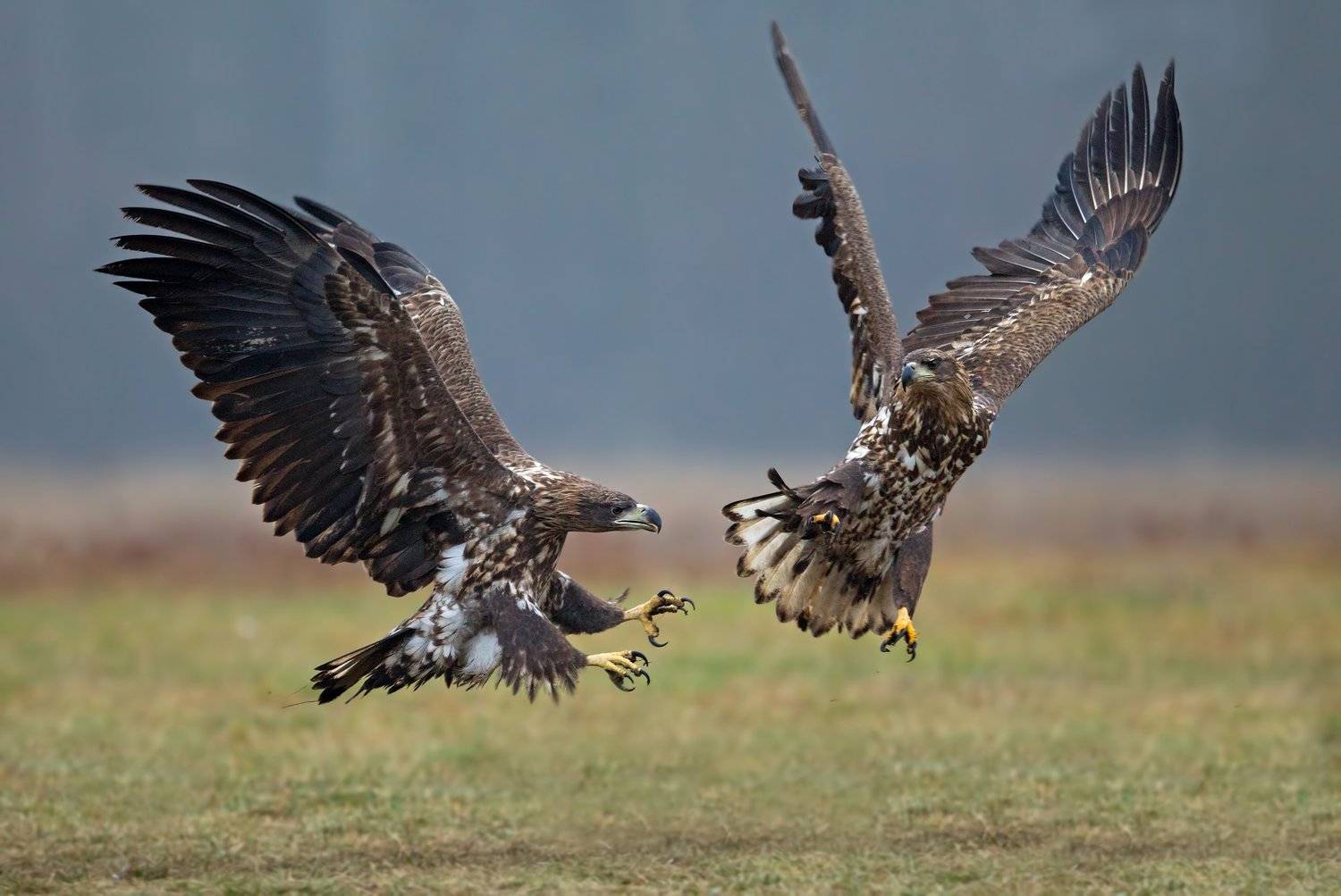 битва. Автор: Ivan Ivanov haliaeetus albicilla, white tailed eagle, орлан-белохвост, Ivan Ivanov