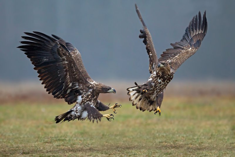 haliaeetus albicilla, white tailed eagle, орлан-белохвост битваphoto preview
