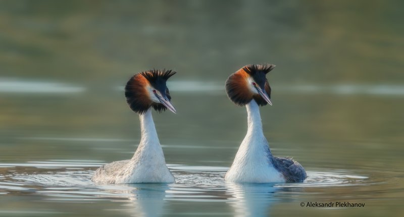 ОН и ОНАphoto preview