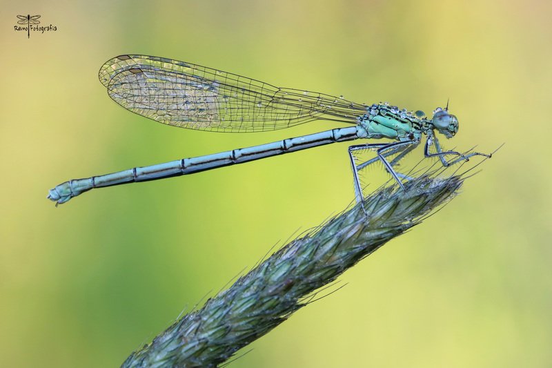 Platycnemis pennipes-Pióronóg zwykły.photo preview