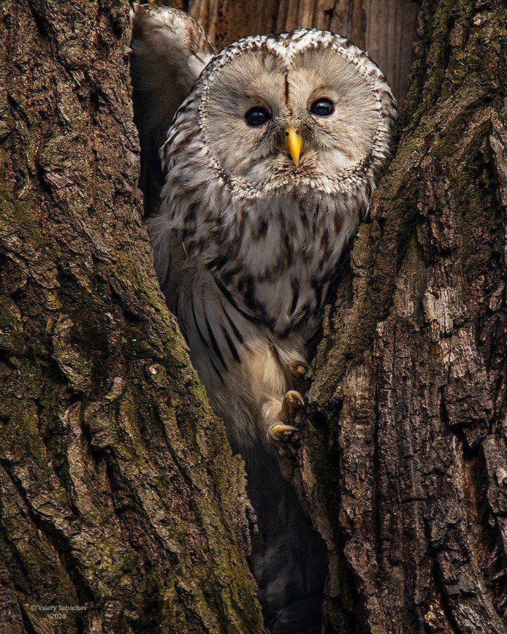 , Валерий Субачев