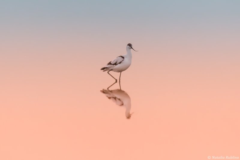 шилоклювка,птицы,животные ,птица,природа,отражение,минимализм Шилоклювкаphoto preview