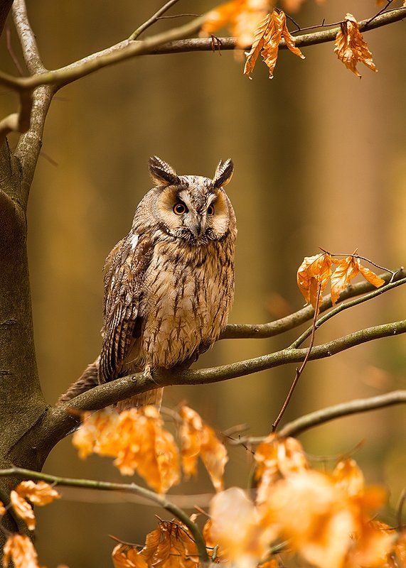Ушастая соваphoto preview