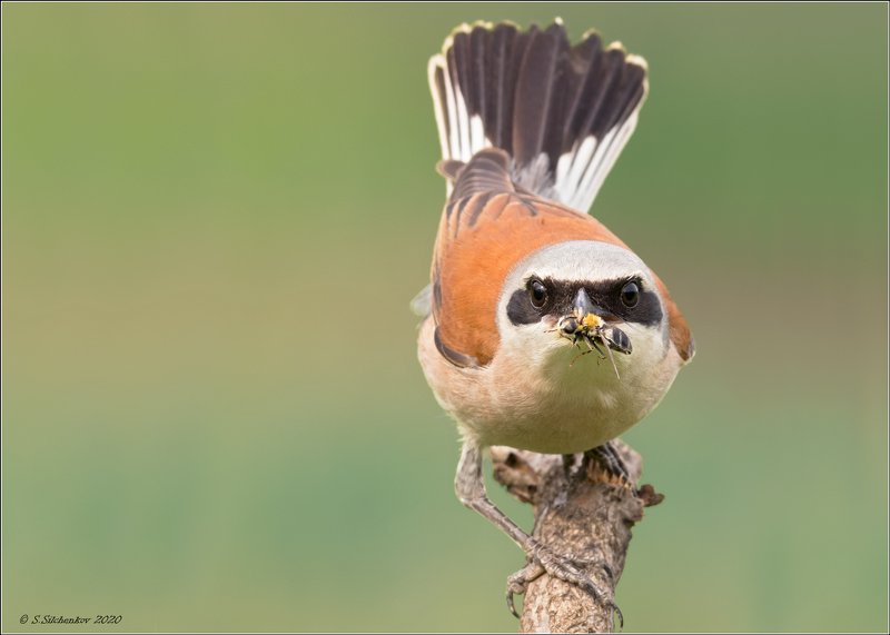 Милейший взглядphoto preview