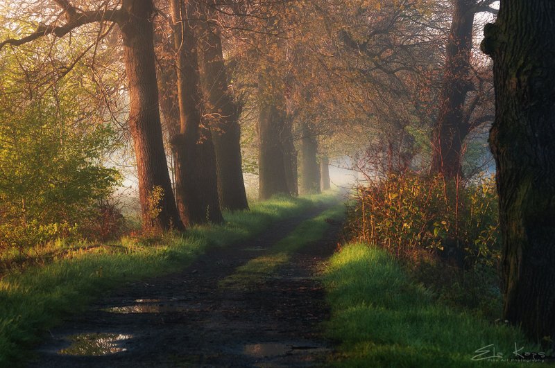 spring,landscape,poland,aleja,droga, Springphoto preview