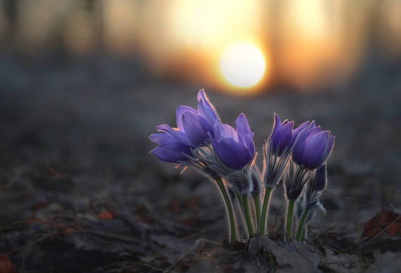 Провожая солнце фото превью