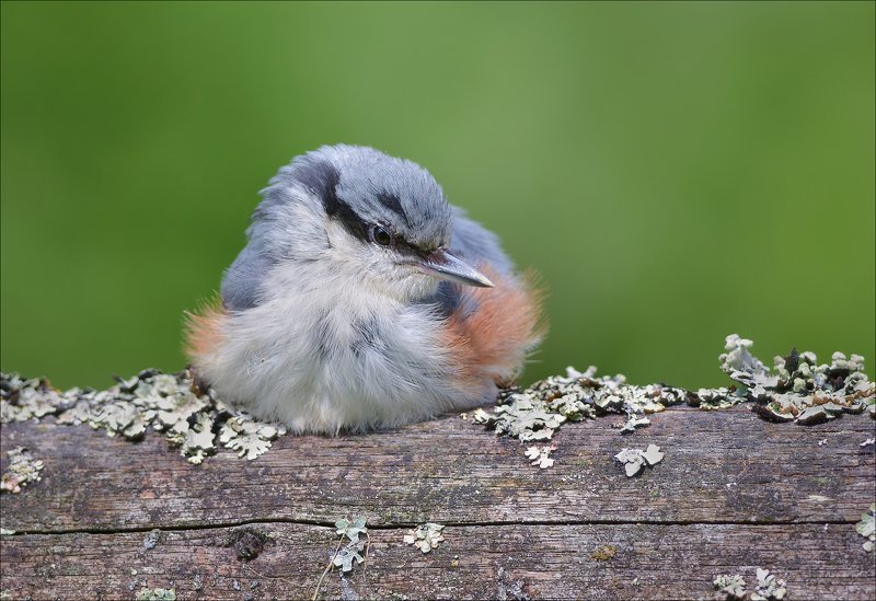 поползень Намотался...photo preview