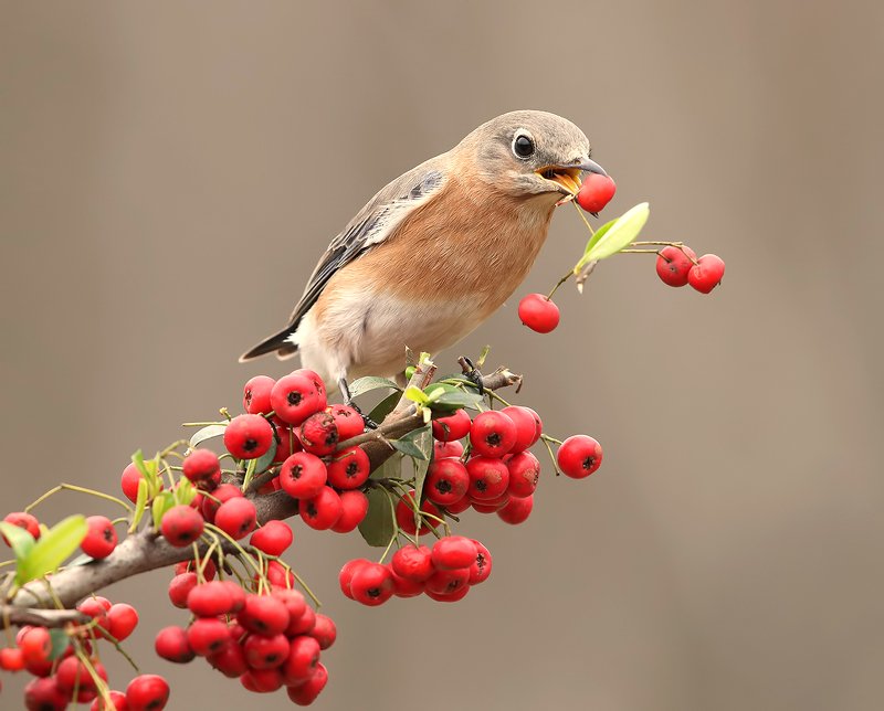 восточная сиалия, eastern bluebird,bluebird Любительница ягод. Восточная сиалия. самка.photo preview