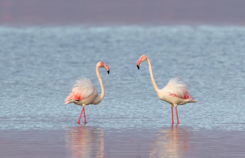 greater flamingo, phoenicopterus roseus, розовый фламинго двоеphoto preview