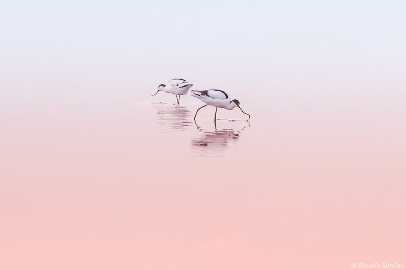 шилоклювки,птицы,животные ,птица,природа,отражение,минимализм,розовый,утро,озеро,рассвет Шилоклювкиphoto preview