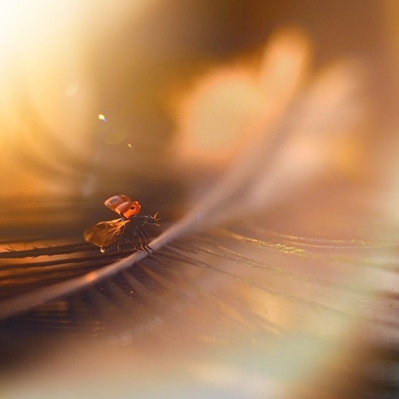 макро, коровка, волшебство, божья коровка, свет, солнце, момент, лето, легкость, насекомые, макромир На взлет - к солнцу!photo preview