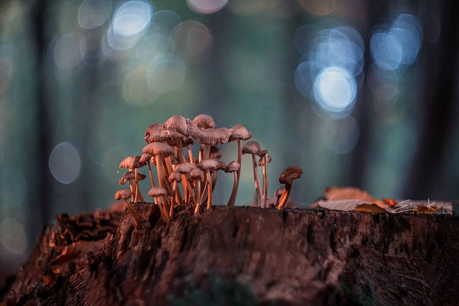 jesień,autumn,grzyby,natura,las,, Kaps