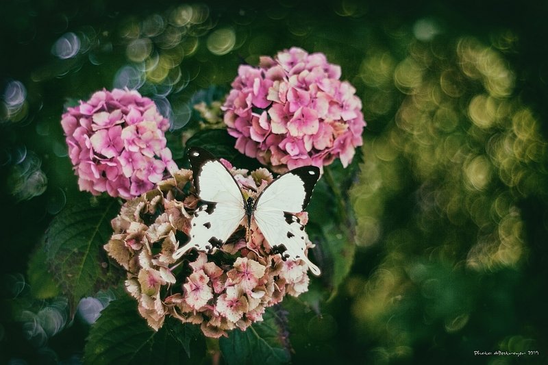 macro nature butterfly Ugly, Dirty, Old VIIphoto preview