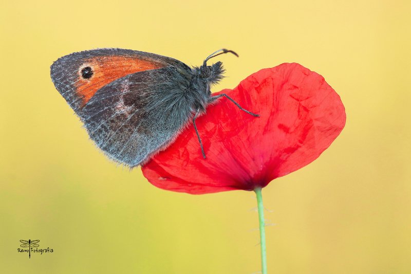 Coenonympha pamphilus- Strzępotek ruczajnik.photo preview
