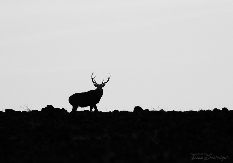 россия,парк,олени,животные,природа,wwf, фототур, анималистика,олень Вожакphoto preview