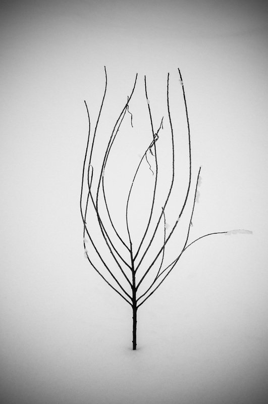 виньетка, концептуализм, минимализм, черно-белое, чб, bnw, black and white, minimalism, tree, grass, flora, флора Древо жизниphoto preview