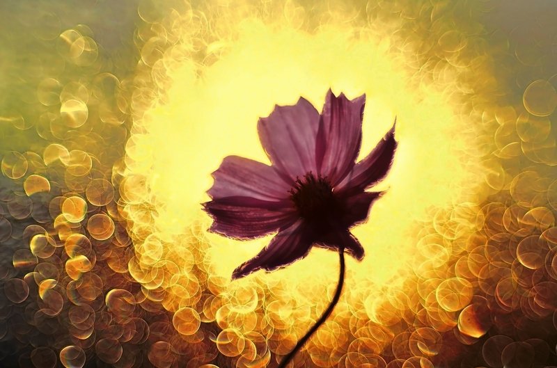 боке, солнце, закат, цветы, волшебство Золотоеphoto preview