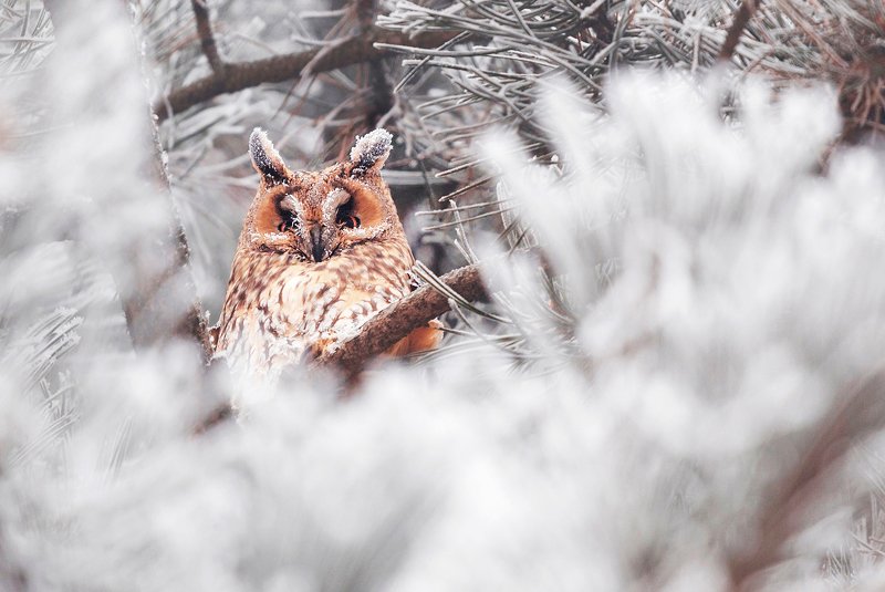 winter, trees, blizzard, snow, wildlife, travel, nature, bird, romania, cold, owl Now you see mephoto preview
