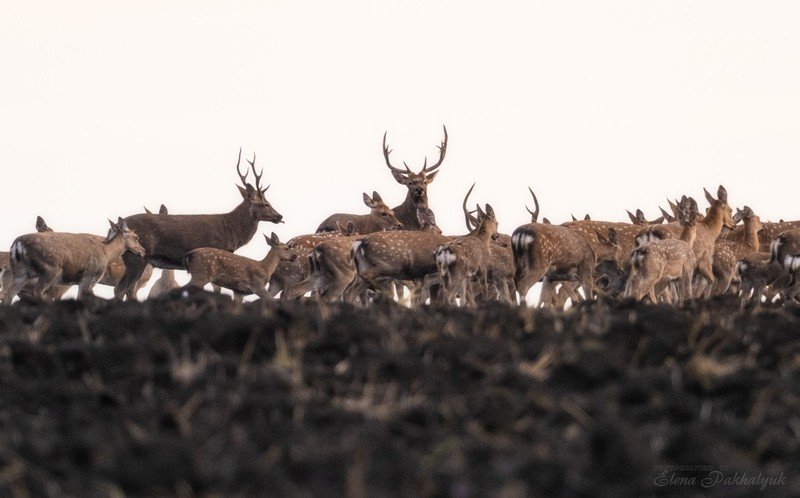 россия,парк,олени,животные,природа,wwf, фототур, анималистика,олень Стадоphoto preview