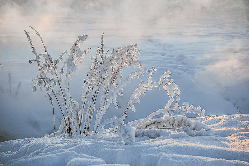 травинки, снег Фрагменты зимы.photo preview