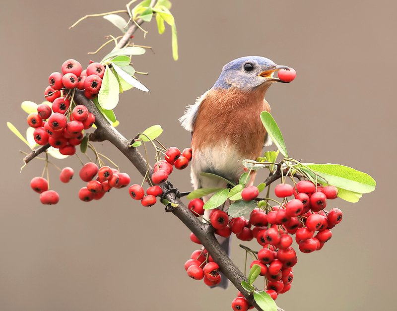 восточная сиалия, eastern bluebird,bluebird Любитель ягод. Восточная сиалия. самецphoto preview