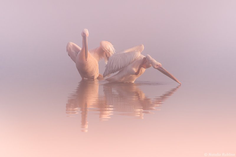 пеликаны,белые пеликаны,ангелы,птицы,животные,утро,туман,минимализм,умиротворение,природа,пеликан,отражения,тишина - Послушай Тишину !photo preview