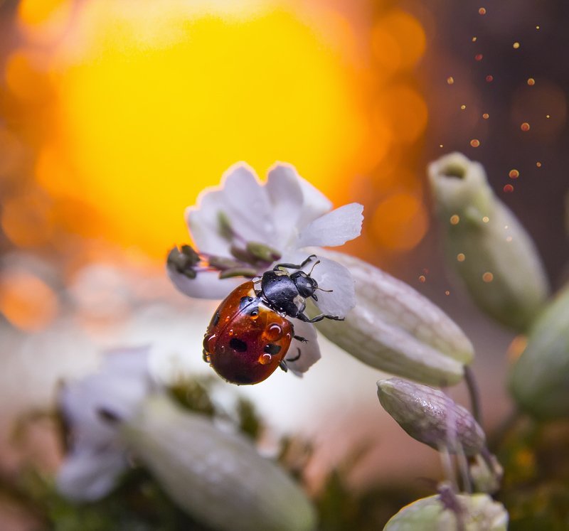 коровка, макро, боке, цветы, брызги, вода, закат, солнце, цветок, трава, сказка, любопытство, лето Коровка в сказкеphoto preview