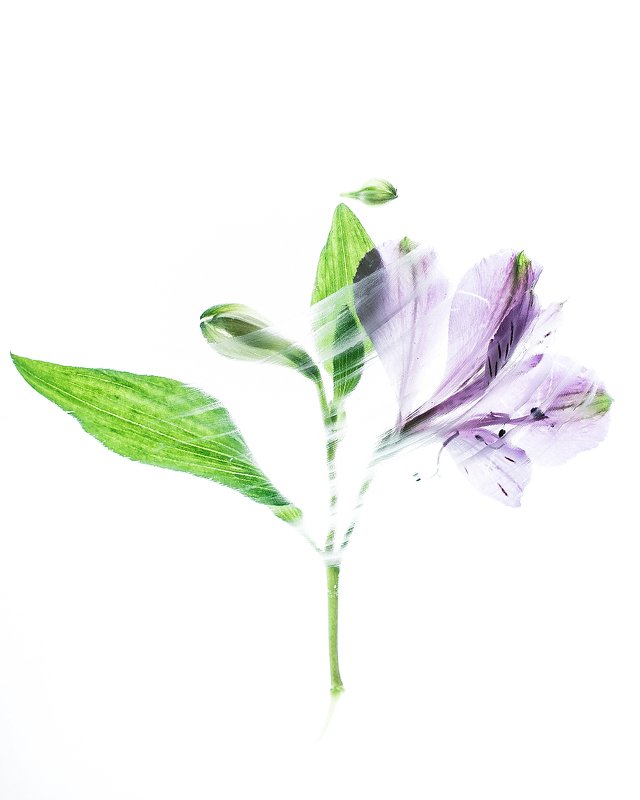 Сиреневые цветыphoto preview