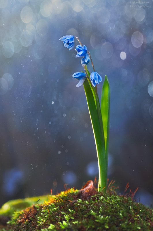 макро, природа, мох, весна, цветы, первоцветы, боке, голубой, macro, nature, moss, spring, flowers, primroses, bokeh, blue, веснаphoto preview