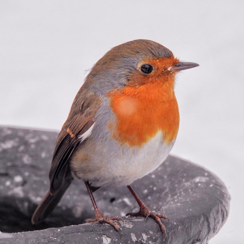 зарянка, птица, малиновка Зарянкаphoto preview