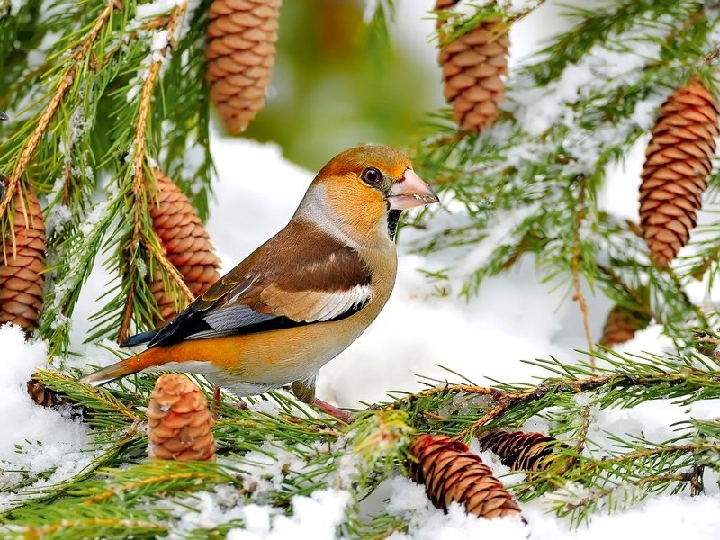 Зарисовка из зимнего леса 6photo preview