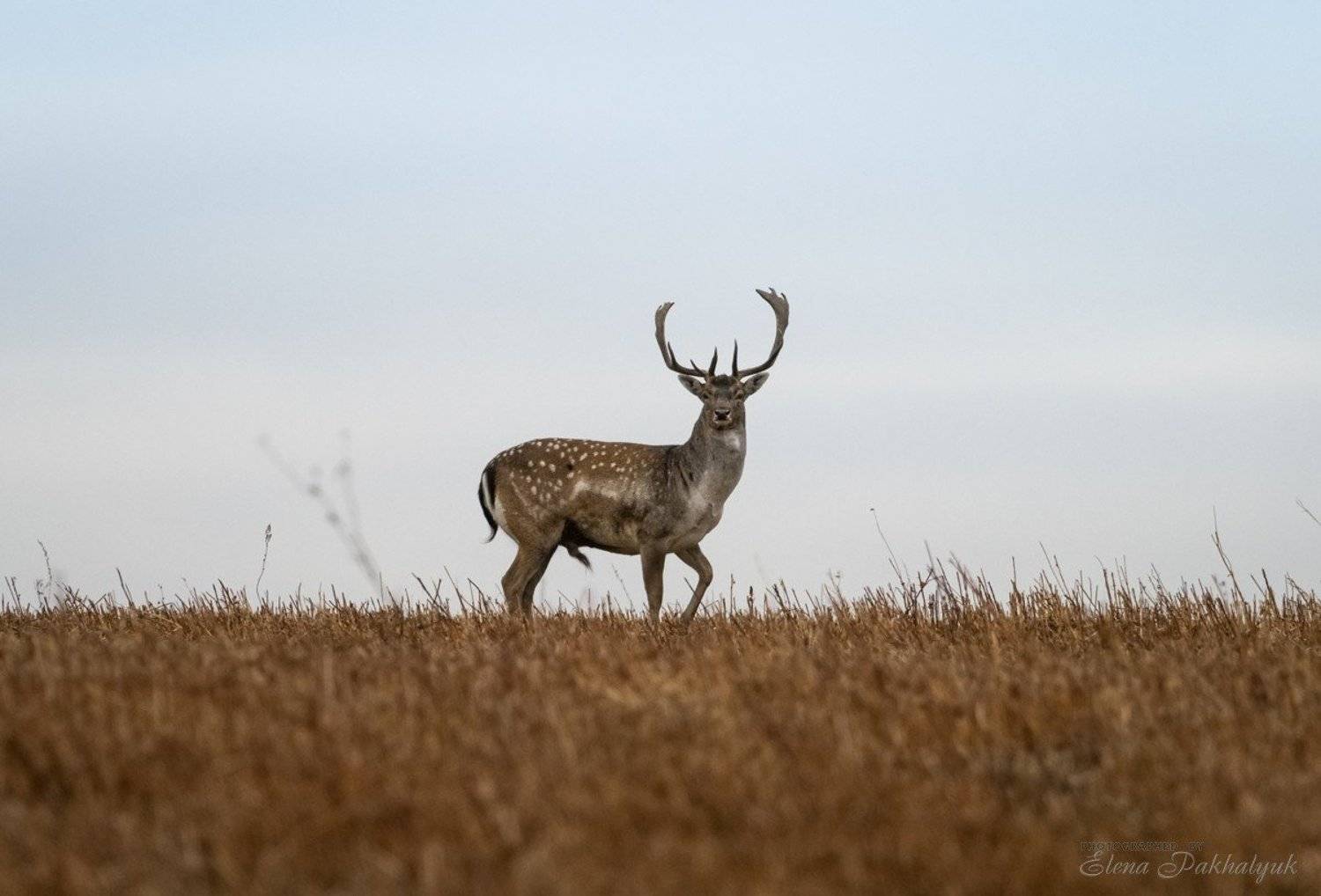 россия,парк,олени,животные,природа,wwf, фототур, анималистика,олень, Elena Pakhalyuk