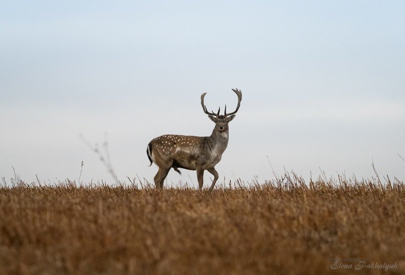 россия,парк,олени,животные,природа,wwf, фототур, анималистика,олень Позерphoto preview