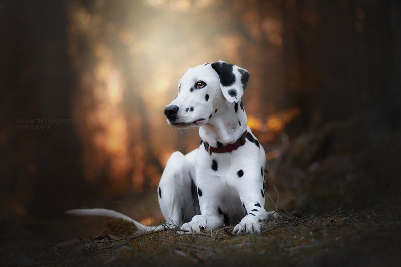 Dalmatin photo preview