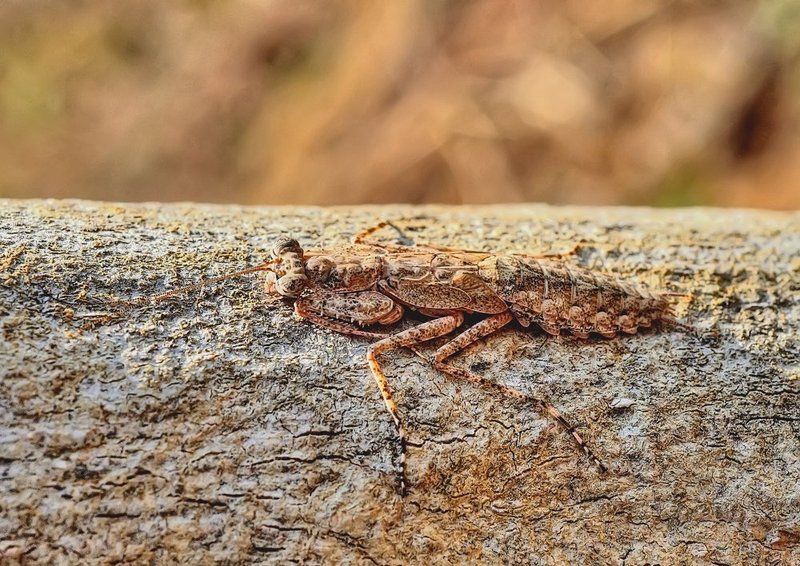macro, closeup, insect, макро, насекомые, gnilenkov А меня не видно....photo preview