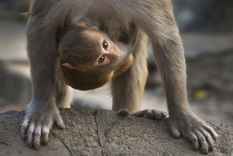 индия, путешествия, портреты, глаза, взгляд такие разные глаза...photo preview