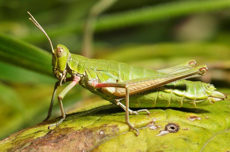 nikon, d7000, macro, kazakhstan, nature, казахстан, природа, макро, саранча Ростовой портрет сельскохозяйственного вредителяphoto preview