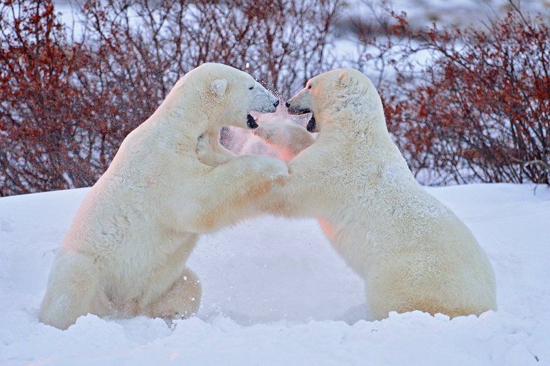 Sunset fightphoto preview