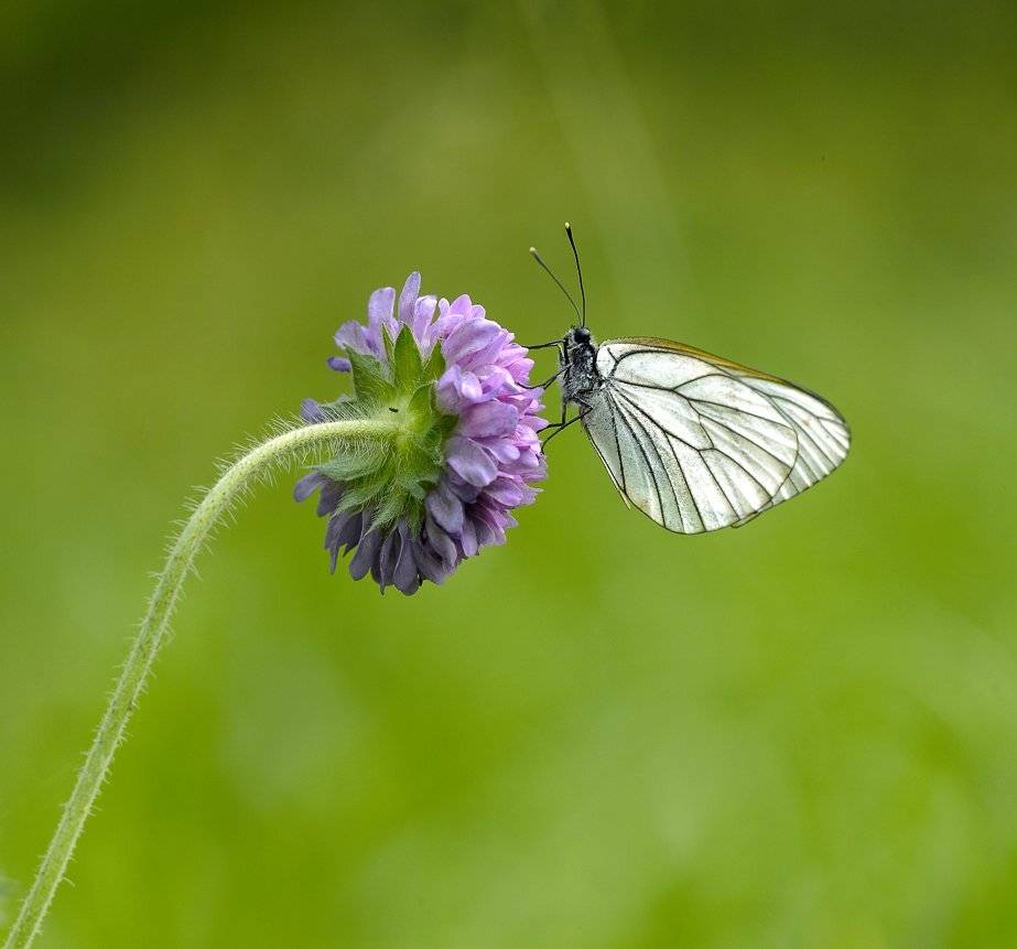 ---. Автор: Alexey Gnilenkov macro, closeup, insect, макро, насекомые, gnilenkov, Alexey Gnilenkov