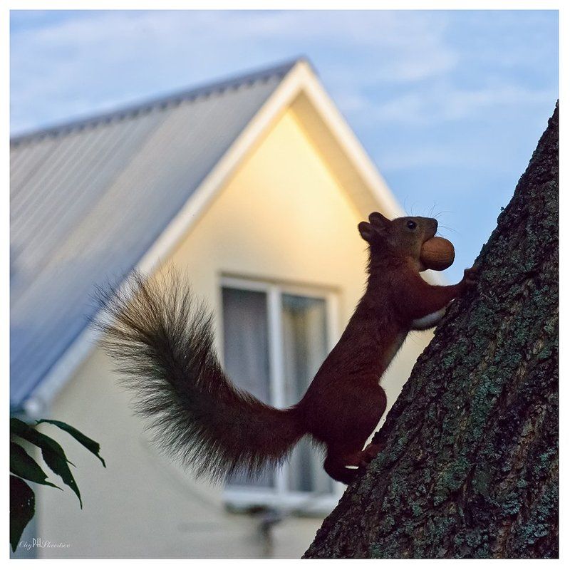 Белка, Белки, Животные Беличий побегphoto preview