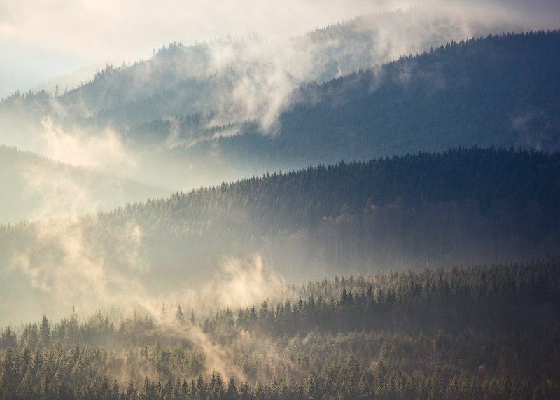 карпаты, осень, утро, свет, лес ...Линии... фото превью