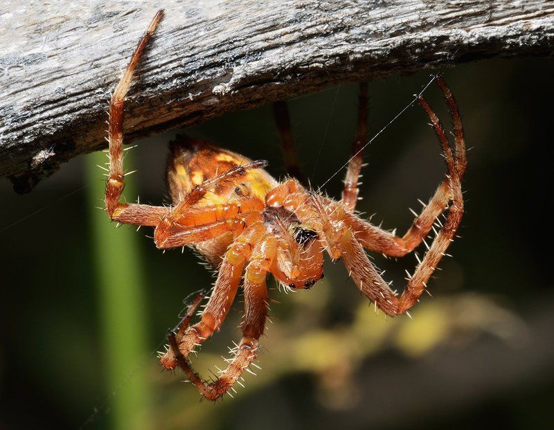 nikon, d7000, macro, kazakhstan, nature, spider, казахстан, природа, макро, паук Десантphoto preview