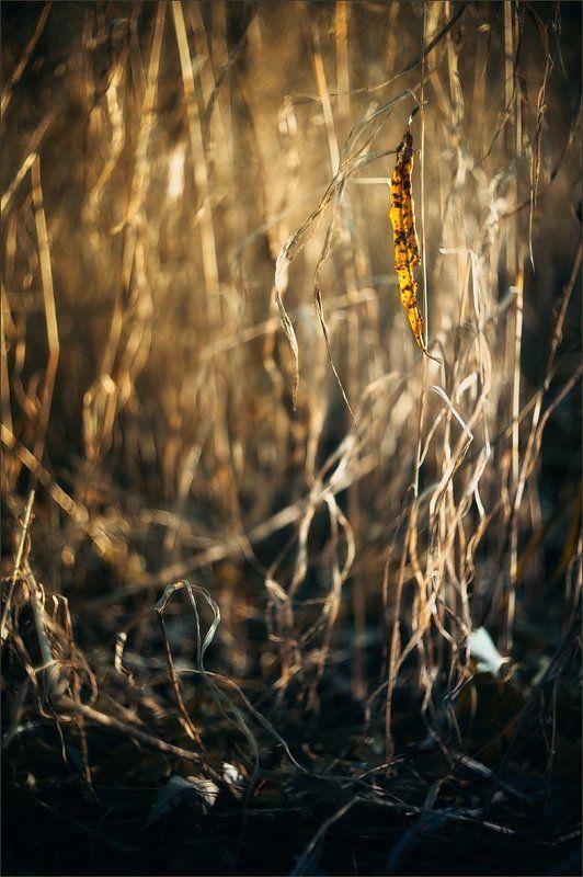 Осенняя историяphoto preview